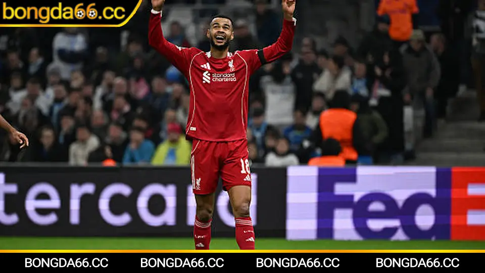 Dự đoán xem bóng đá trực tiếp World Cup 2026 trên Bongda66 với phân tích đội tuyển mạnh