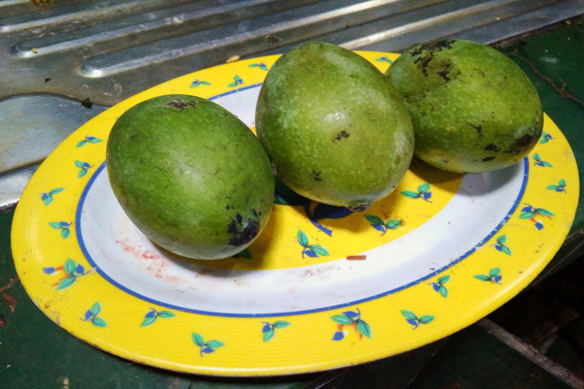 mangga madu